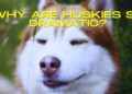 5 reasons why your Husky is so dramatic?