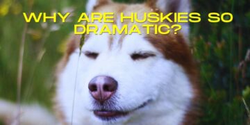 5 reasons why your Husky is so dramatic?
