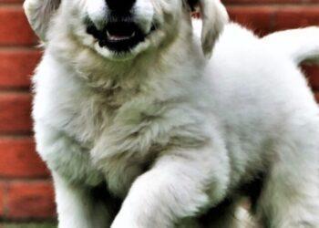 How to teach a puppy to know their name?