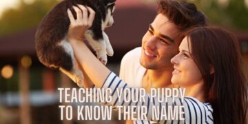 How to teach a puppy to know their name?