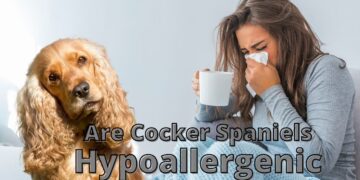 Are Cocker Spaniels Hypoallergenic?
