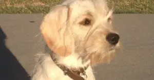 Cocker Spaniel Terrier Mix (Corkie)- Breed Details