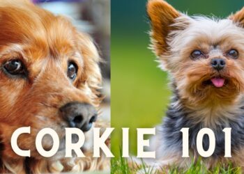 Cocker Spaniel Terrier Mix (Corkie)- Breed Details