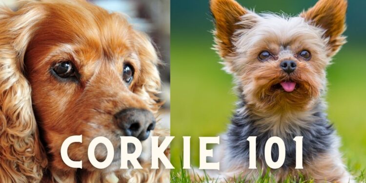 Cocker Spaniel Terrier Mix (Corkie)- Breed Details