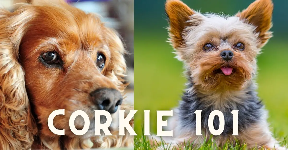 Cocker Spaniel Terrier Mix (Corkie)- Breed Details