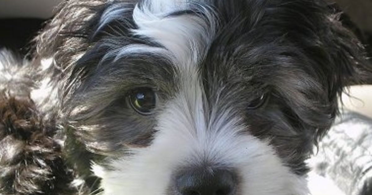 Cock-a-Tzu: Cocker Spaniel Shih Tzu Mix- 7 Facts You Must Know