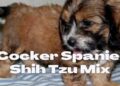Cock-a-Tzu: Cocker Spaniel Shih Tzu Mix- 7 Facts You Must Know