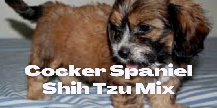 Cock-a-Tzu: Cocker Spaniel Shih Tzu Mix- 7 Facts You Must Know