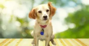 Cocker Spaniel Chihuahua Mix- Breed Info & Pics