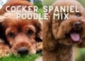 Cockapoo- All that You Want to Know