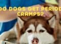 Do Dogs get Period Cramps?