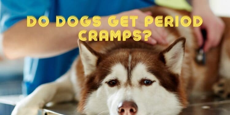 Do Dogs get Period Cramps?