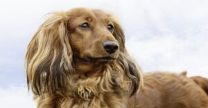 Cocker Spaniel Dachshund Mix (Docker Dog)- Breed Details