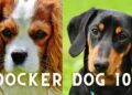 Cocker Spaniel Dachshund Mix (Docker Dog)- Breed Details