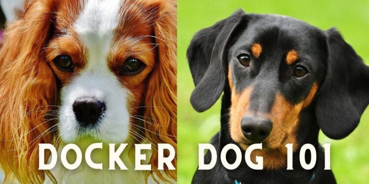 Cocker Spaniel Dachshund Mix (Docker Dog)- Breed Details