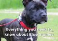 Blue Staffies- Facts, Cost, Life Expectancy