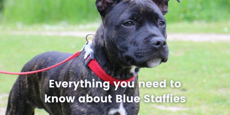 Blue Staffies- Facts, Cost, Life Expectancy