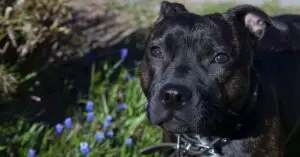 Blue Staffies- Facts, Cost, Life Expectancy