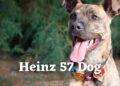 Heinz 57 Dog- All that You Want to Know