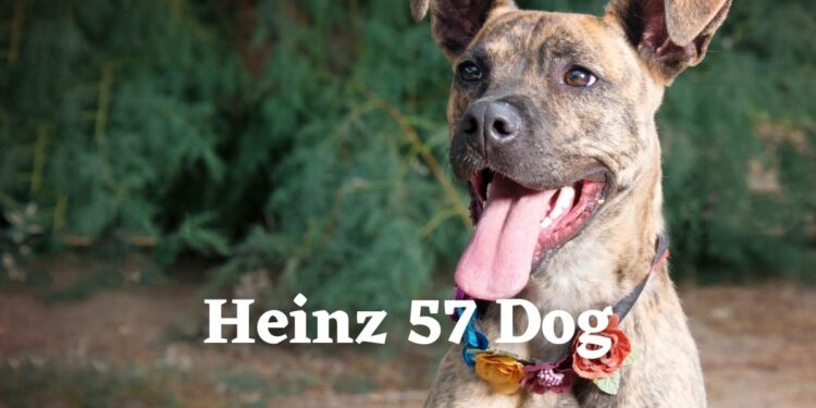 Heinz 57 Dog- All that You Want to Know