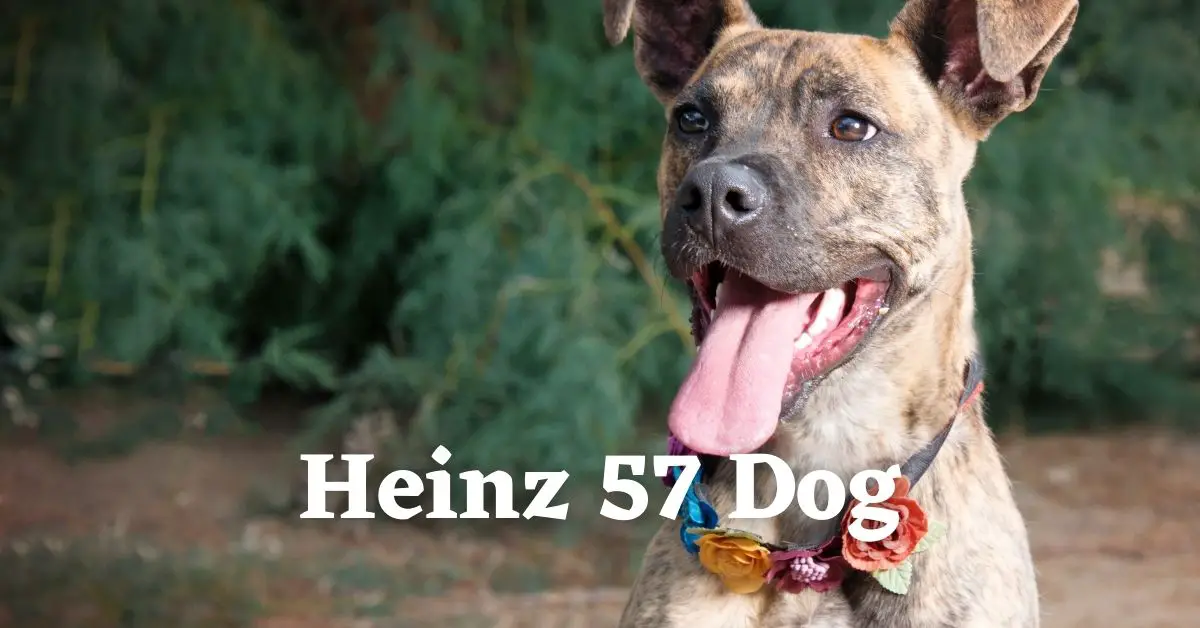 what is a heinz 57 dog