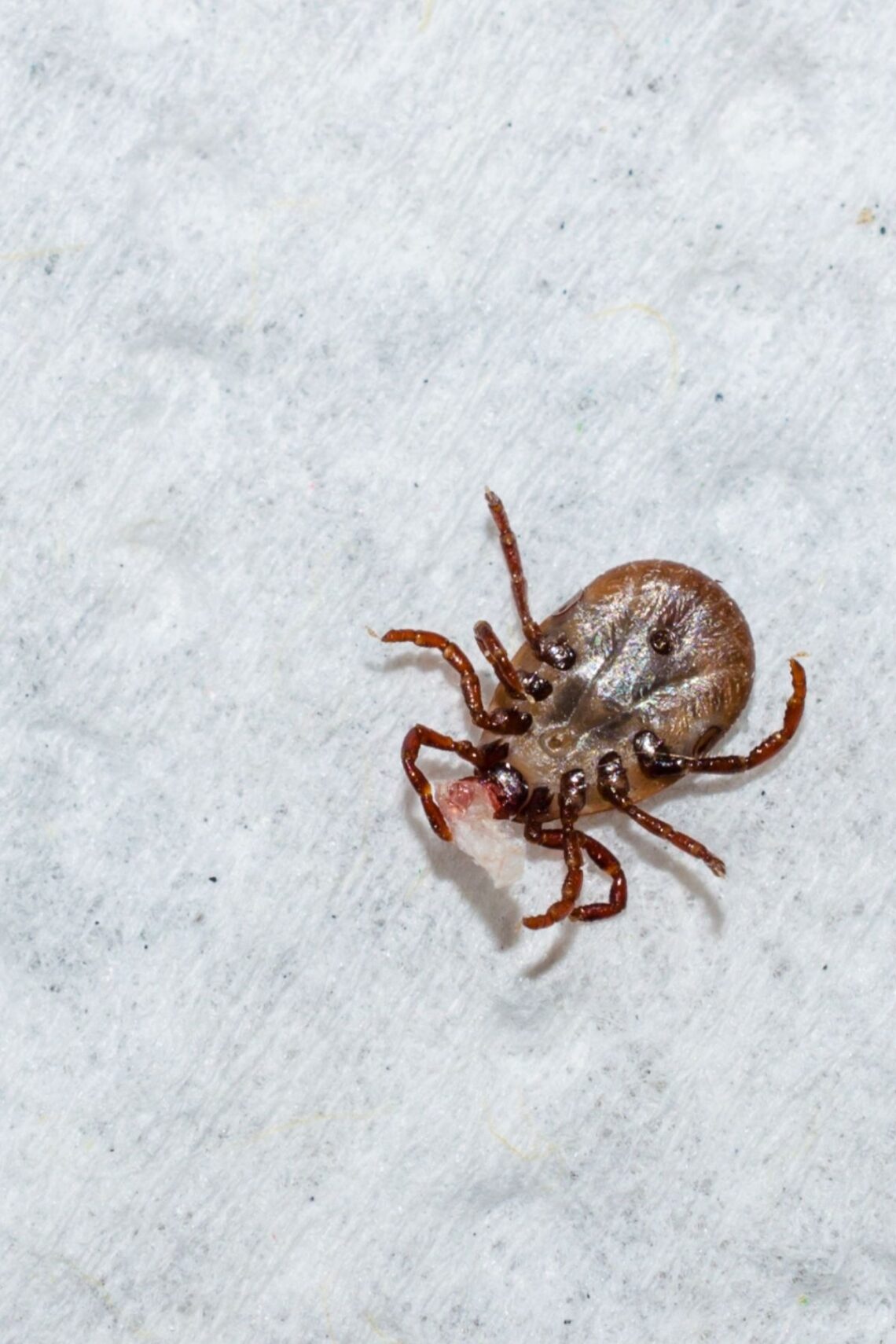 How do you tell if your Dog has a Tick or Scab? Spaniel Dogs