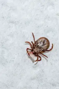 How do you tell if your Dog has a Tick or Scab?