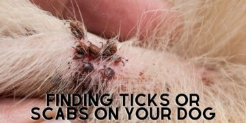 How do you tell if your Dog has a Tick or Scab?