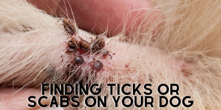 How do you tell if your Dog has a Tick or Scab?