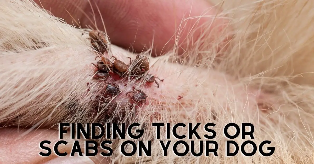 How To Treat Scabs On Dogs