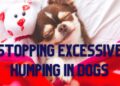 How to stop Excessive Humping in Dogs?