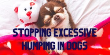 How to stop Excessive Humping in Dogs?
