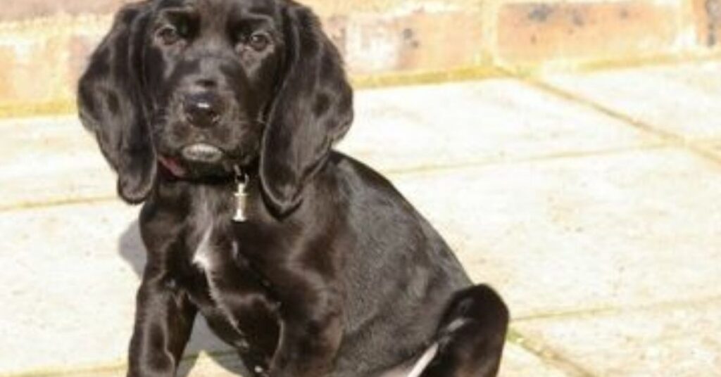 Basset Hound Cocker Spaniel Mix Breed Details