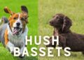 Basset Hound Cocker Spaniel Mix- Breed Details