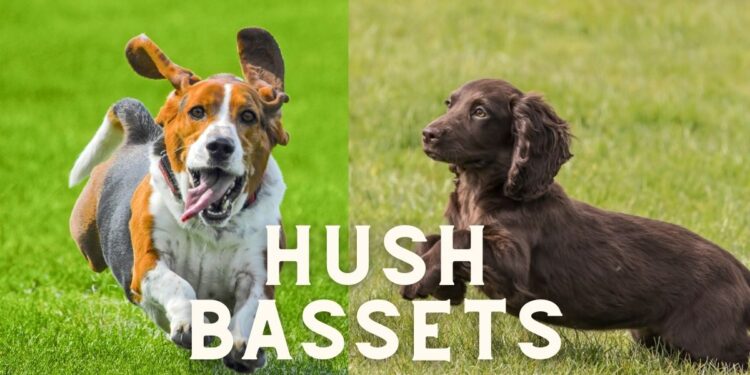 Basset Hound Cocker Spaniel Mix- Breed Details