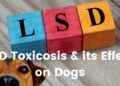 What would happen to a dog on LSD?