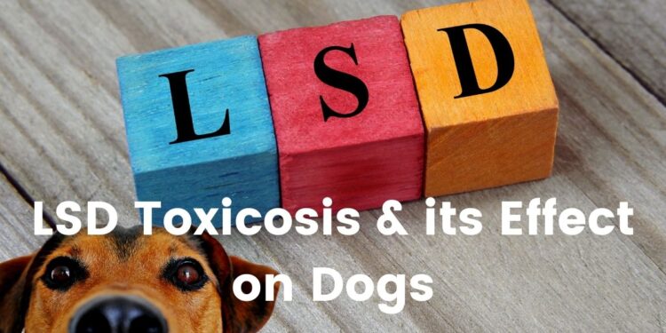 What would happen to a dog on LSD?