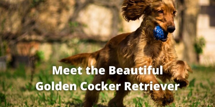 Golden Cocker Retriever - A Good Apartment Dog?