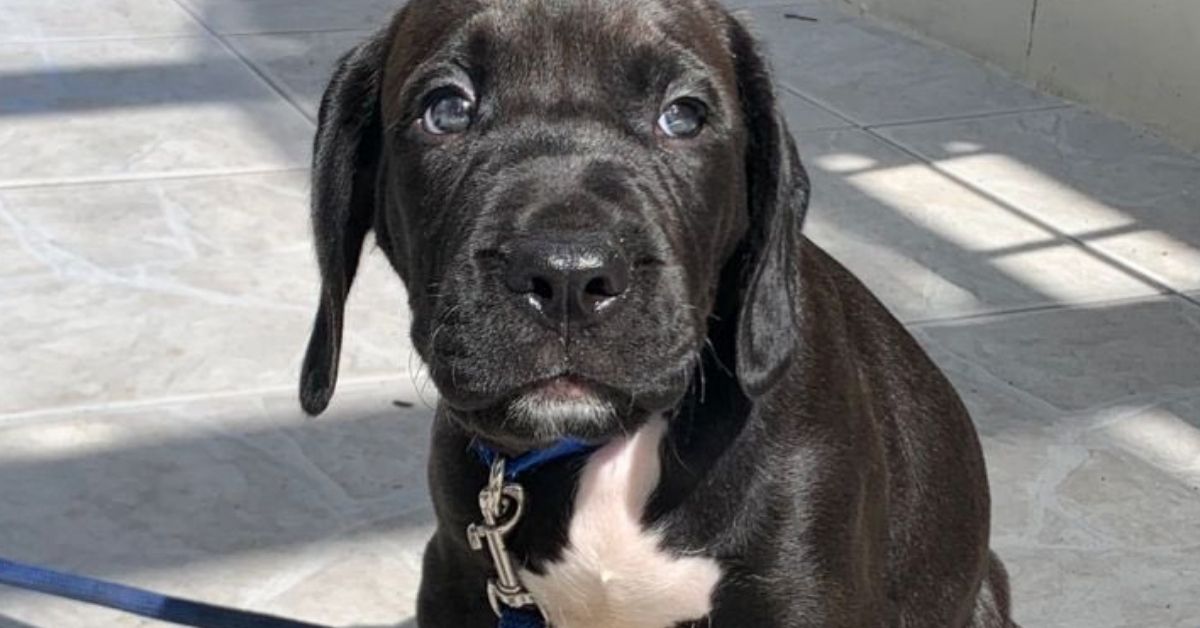 Pitbull Cocker Spaniel Mix 7 Rarely Known Facts