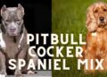 Pitbull Cocker Spaniel Mix: 7 Rarely Known Facts