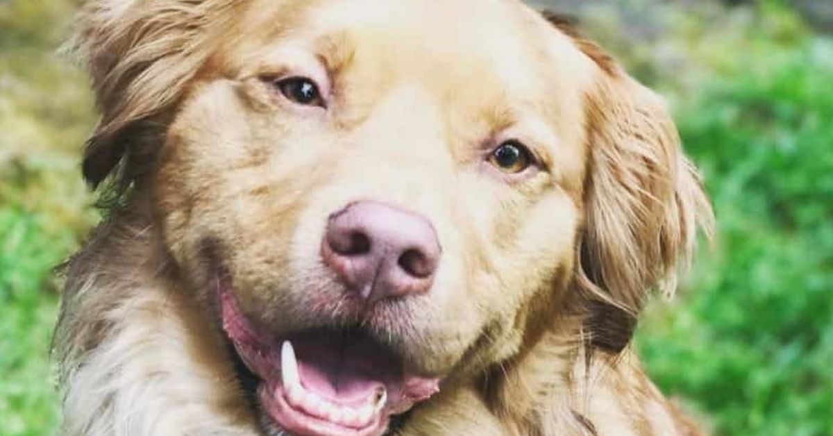 Pitbull Cocker Spaniel Mix 7 Rarely Known Facts