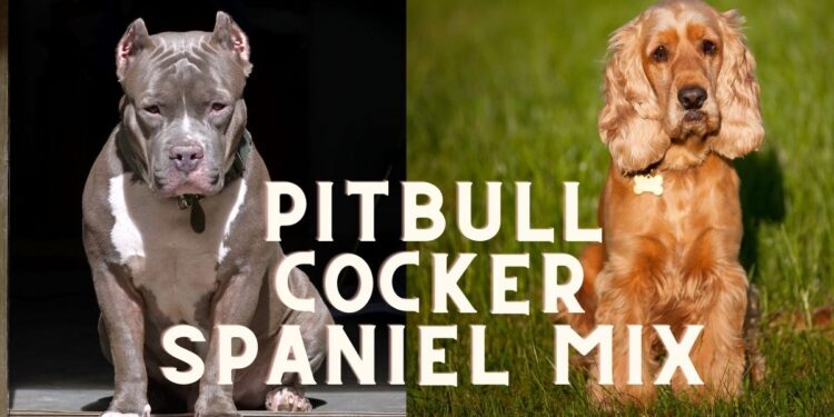 Pitbull Cocker Spaniel Mix: 7 Rarely Known Facts