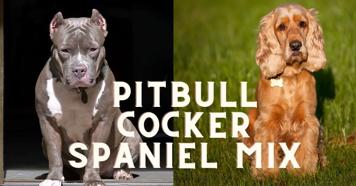 Pitbull Cocker Spaniel Mix: 7 Rarely Known Facts