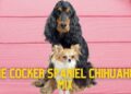 Cocker Spaniel Chihuahua Mix- Breed Info & Pics