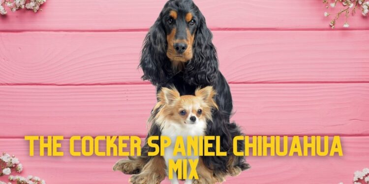 Cocker Spaniel Chihuahua Mix- Breed Info & Pics