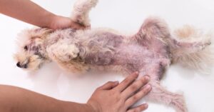 How to Use Hibiscrub to Relieve Your Dog's Itchy Skin?