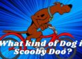 What kind of Dog is Scooby Doo?