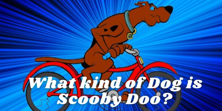 What kind of Dog is Scooby Doo?