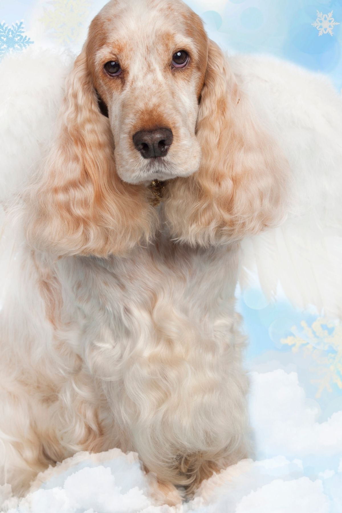 where-do-dogs-go-when-they-die-rainbow-bridge