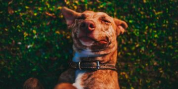 Why does my Spaniel roll in Fox Poo?